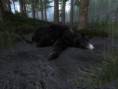 /album/the-hunter/a2012-12-05-2227-redfeather-falls-black-bear-14-410-jpg/